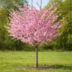 Mandľa trojlaločná (Prunus triloba)  ‘ROSEMUND’ – výška 120-140 cm, kont. C5L - NA KMIENKU